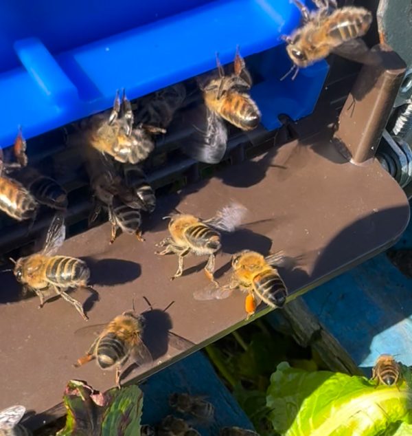Yesterday we did a little Apiary maintenance while we were removing the heather honey supers…